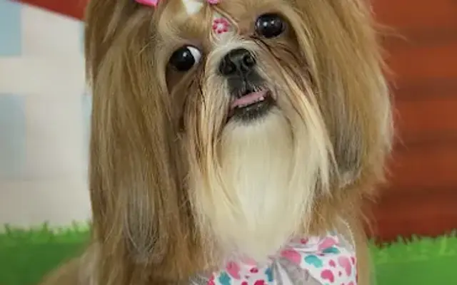 Tia Nat Groomer in Philadelphia, PA