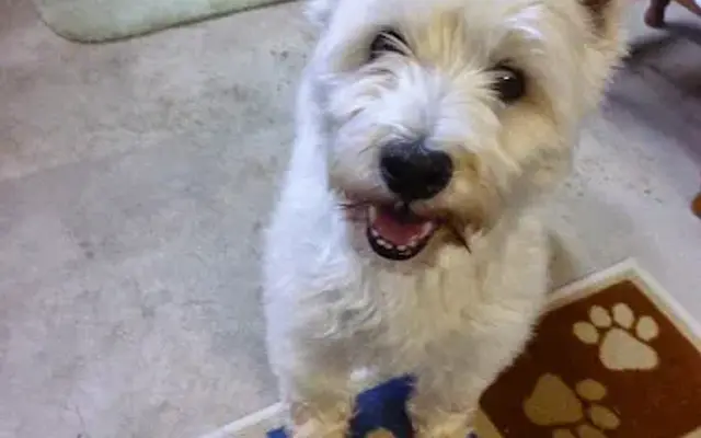 Carols Pet Pawlour in Cary, IL