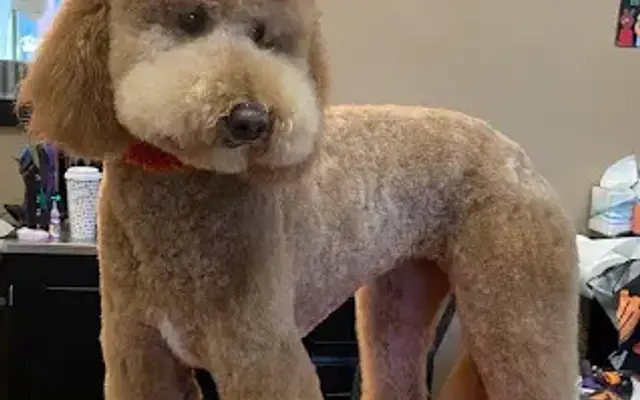 Soggy Dog Grooming in Evergreen, CO