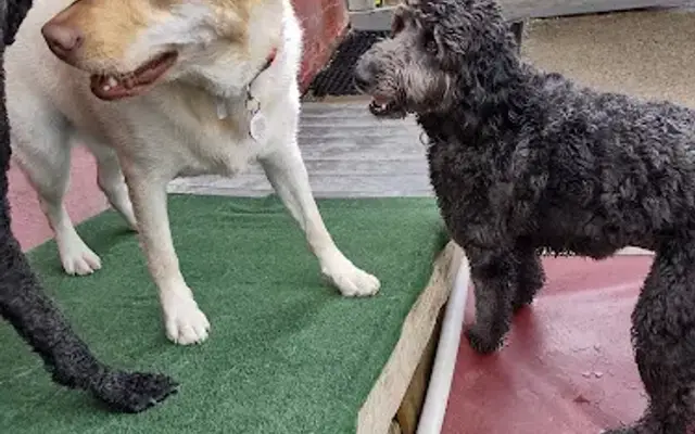 Bow Wags in Marietta, GA
