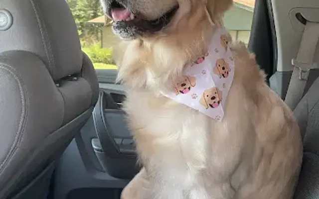 Big Boss Dog Grooming in Smithville, OK