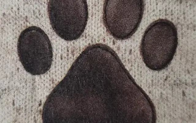 Dogs by Design & Cats Too! in Beverly, MA