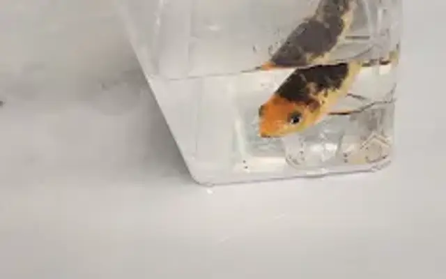PetSmart in Bastrop, TX