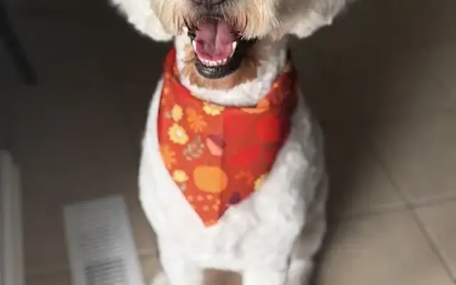 Above All Mobile Grooming by: Dawn in Louisville, KY