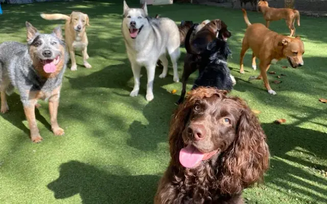 Triangle Pet Resort in Raleigh, NC
