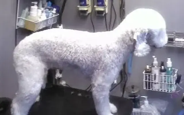 Christy's Mobile Grooming in San Mateo, CA