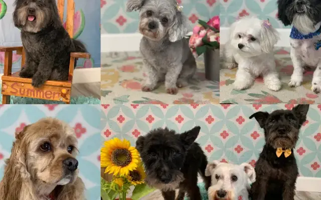 Beulah Dog Grooming in Pensacola, FL