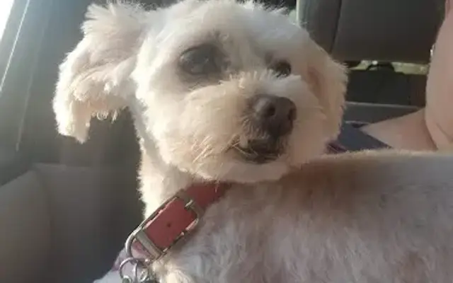 The Groomery in Rosamond, CA