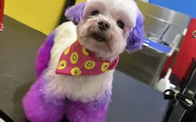Rockin' Ruffs Pet Grooming in Amityville, NY