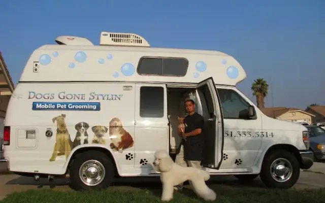 Dogs Gone Stylin' in Beaumont, CA