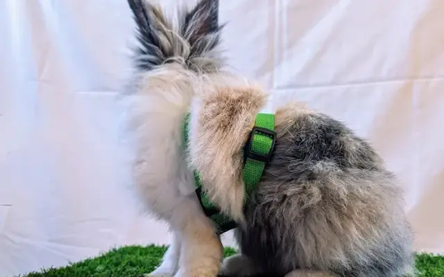 Kido Petcare in Seattle, WA