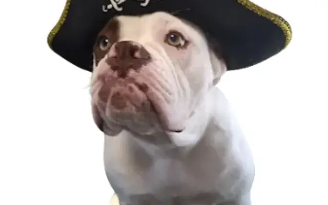 Puppy Pirates in North Myrtle Beach, SC