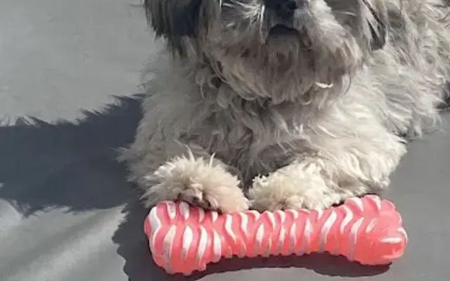 PetSmart Grooming in Staten Island, NY