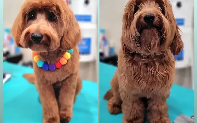 Dog de Salon in Keller, TX