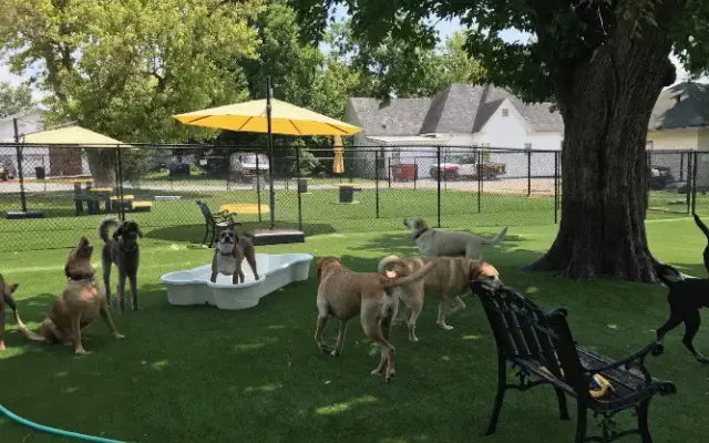 Doggie Stylez Inc in Marion, IL
