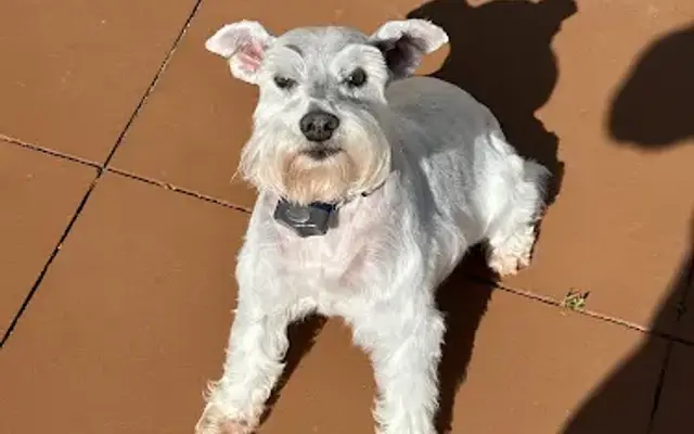 Exquisitely Pampered Pups LLC in Lugoff, SC