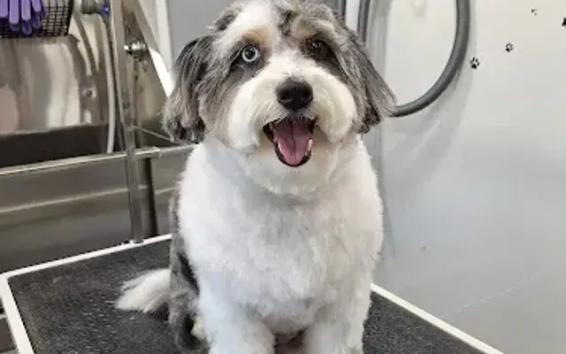 Classy Clippers mobile dog grooming LLC in Taylor, TX