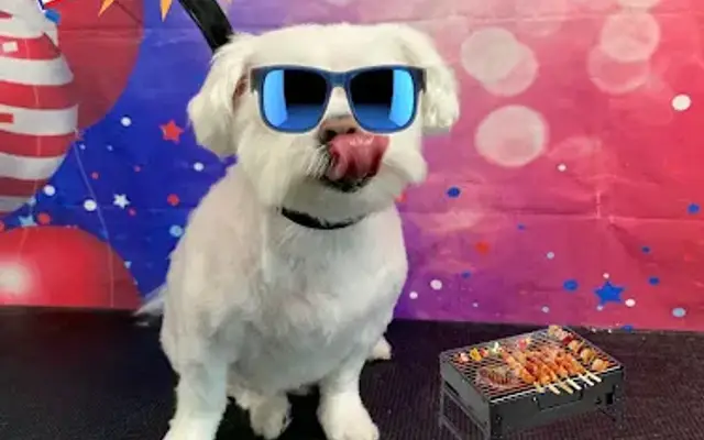 A Wagnificent Mobile Grooming in Orlando, FL
