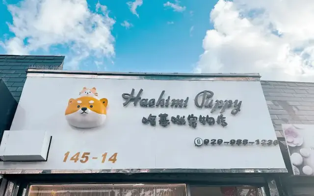 Hachimi Puppy in Whitestone, NY