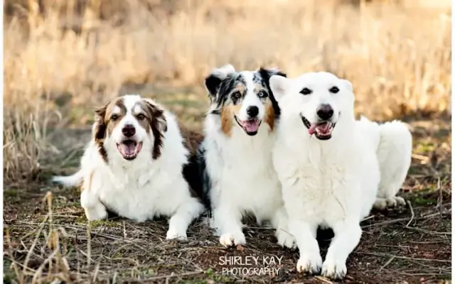 Buddy's Dog School, Inc in Harrah, OK