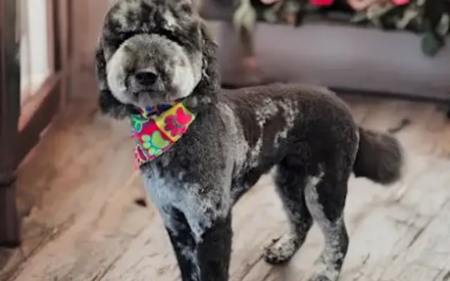 Curbside Mutt Cuts LLC in Fayetteville, NC