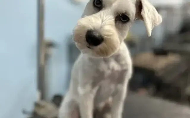 Furry Tails Grooming Salon LLC in Wendell, NC