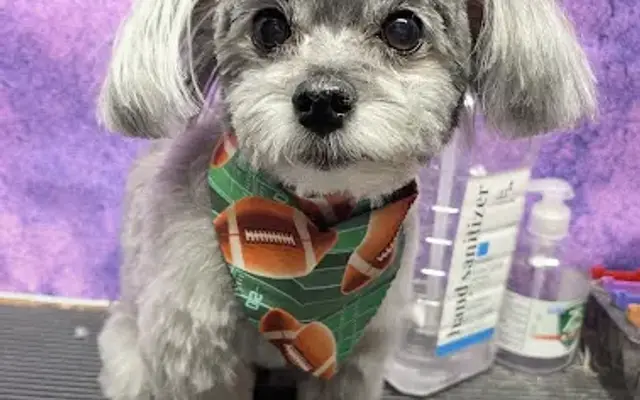 All Dogs Hair Haven in Naples, FL