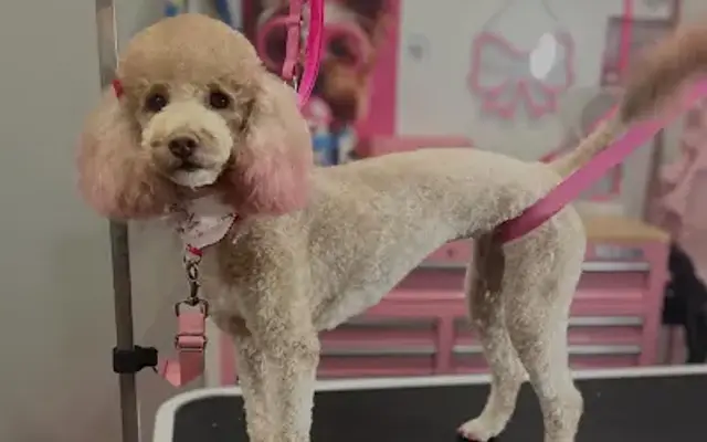 Canine Couture, LLC in Hurt, VA