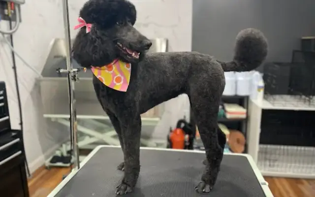 Groomed & Gorgeous LLC in Carbondale, IL
