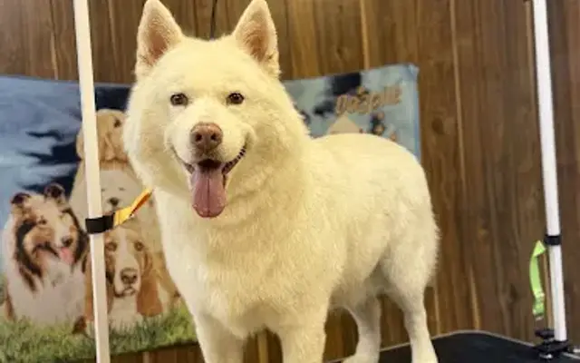 Hidden Creeks Pet Salon in Gold Hill, NC