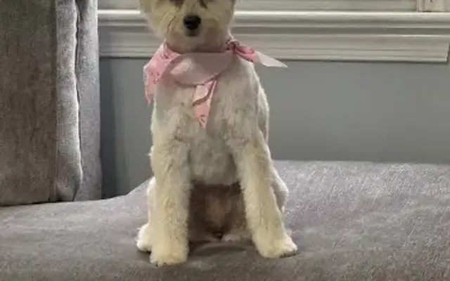 Purddy Paws Grooming Salon in Abington, PA