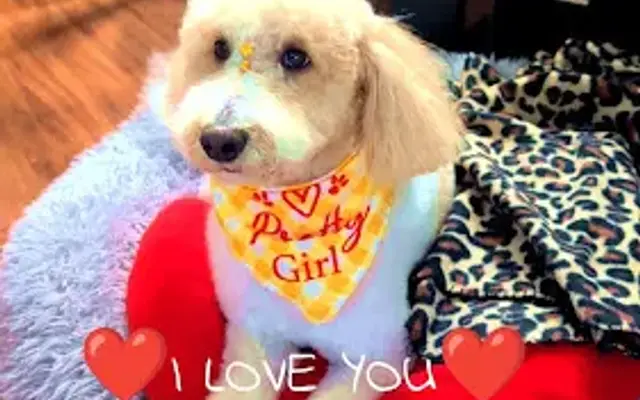 My Happy Pet Spa in Plano, TX