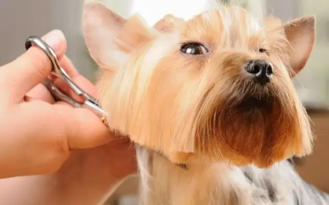 K-9 Express Mobile Dog Grooming in Sand Springs, OK