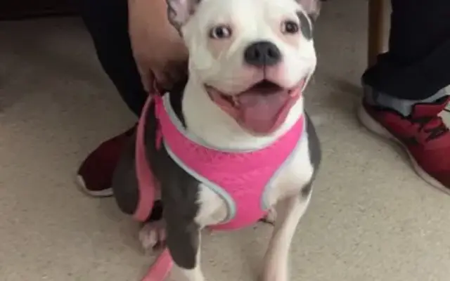 VCA Greenhaven Pocket Animal Hospital in Sacramento, CA