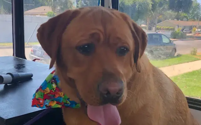 Zoomies Pet Grooming in Woodland Hills, CA