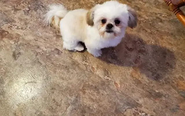 Sprinkle's Grooming in Carrollton, GA