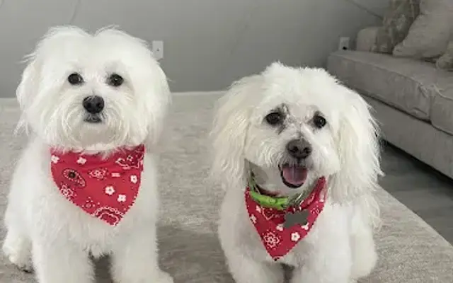 Signature Pet Salon in St Cloud, FL