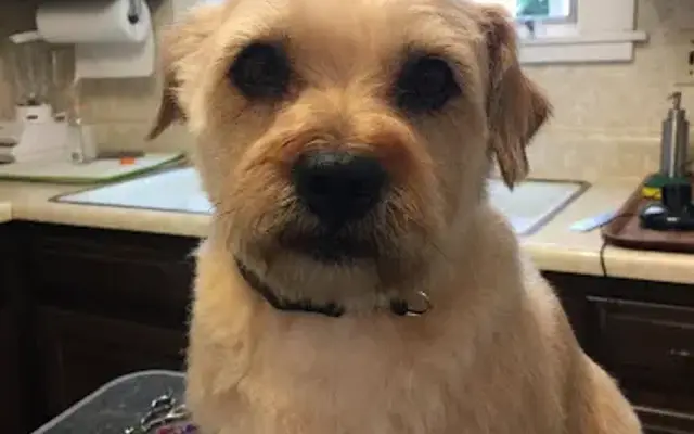 Toto's Mobile Pet Grooming, LLC in Carmel Hamlet, NY