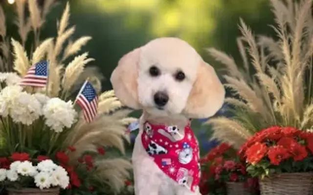 Bark'N Beauties Grooming LLC in Erath, LA
