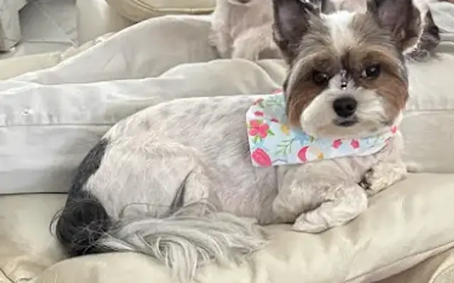 Pet Grooming Spaw in Plantation, FL