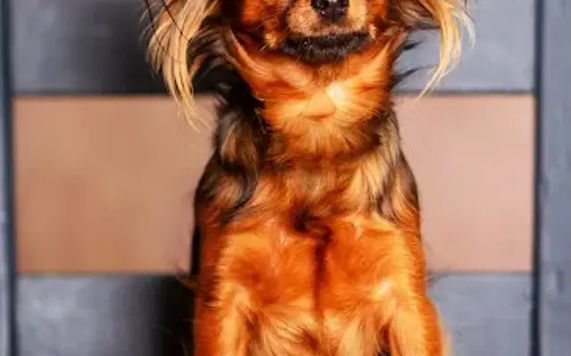 Fluffy Puppy Grooming in Zephyrhills, FL
