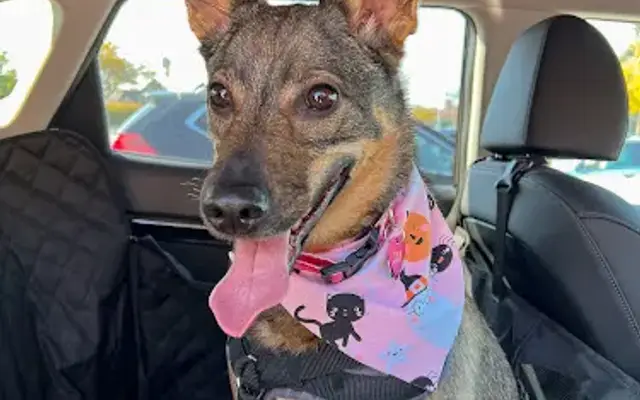 PetSmart Grooming in Northbrook, IL