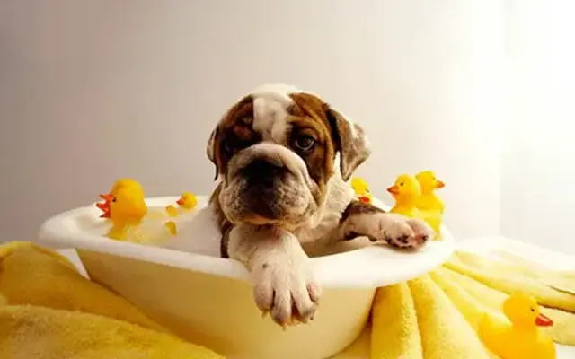 Creature Comfort Mobile Grooming in National City, CA