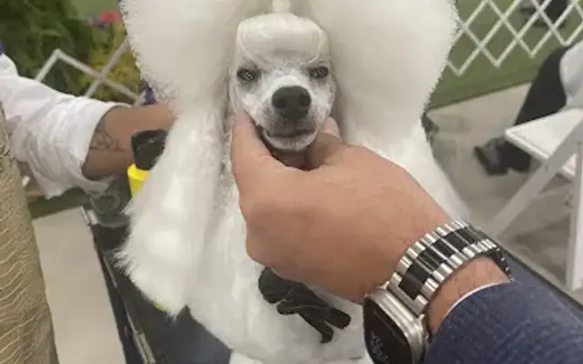 TOP DOG GROOMING Training & Boarding - Woodlands/Magnolia in Magnolia, TX