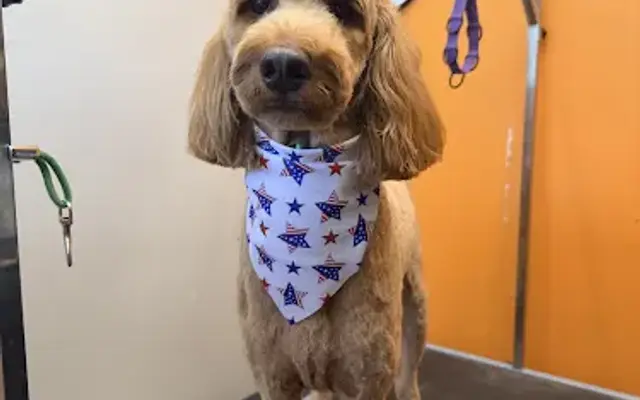 Grooming With Emily in Cedar Park, TX