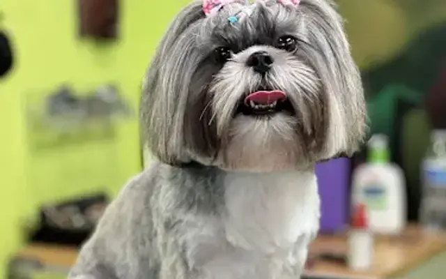 Vilma Grooming in Home in Coconut Creek, FL