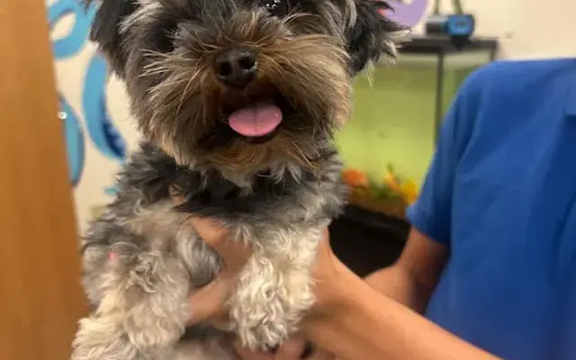 JCB Vet Clinic & Pet Grooming in Doral, FL