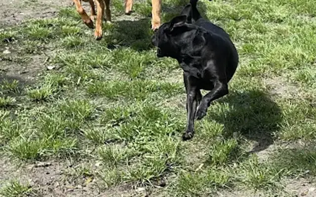 The Barkery Boarding and Daycare Inc. in Lutz, FL