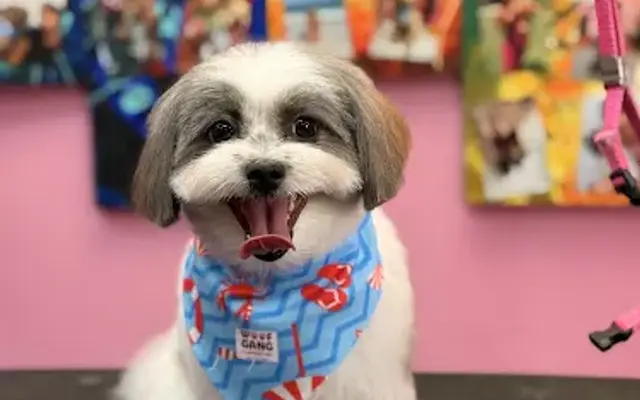 Woof Gang Bakery & Grooming Landstar in Orlando, FL