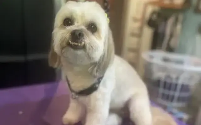 Dani’s Dirty Paws Dog Grooming in Poughkeepsie, NY